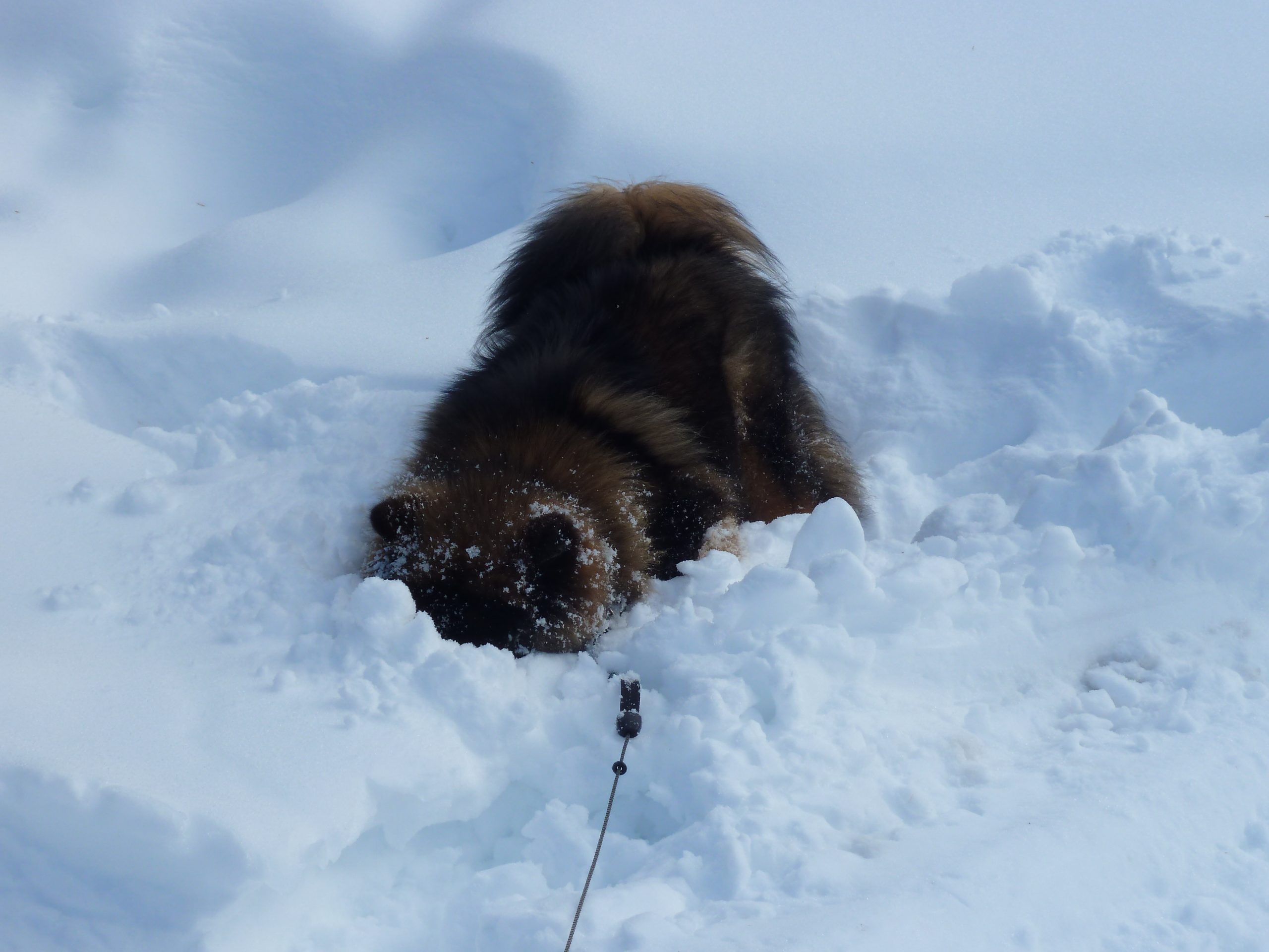 Hund sucht im Schnee